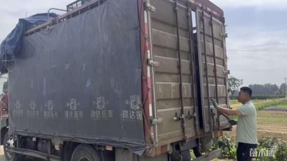 高度20厘米灌从石蚕