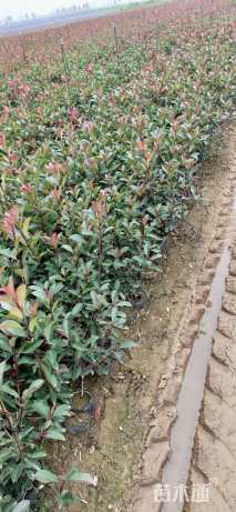 11公分红玉兰