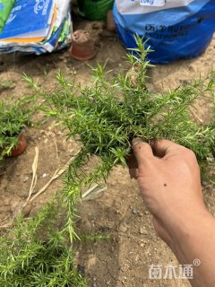高度30厘米丛生福禄考