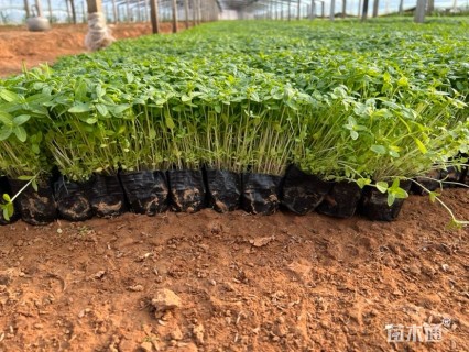 高度20厘米千屈菜