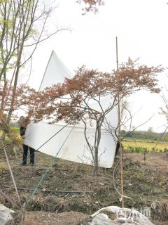 高度250厘米羽毛枫