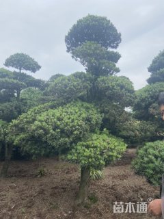15公分罗汉松