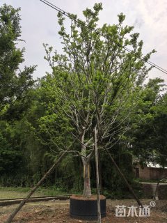 30公分朴树