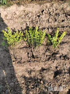 高度30厘米金森女贞小苗