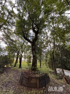 50公分清香木
