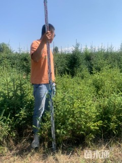 高度100厘米云杉