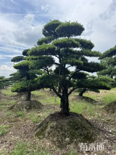 20公分罗汉松