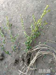 高度30厘米龟甲冬青