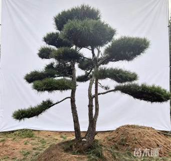 21公分造型油松