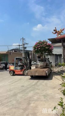 高度300厘米三角梅