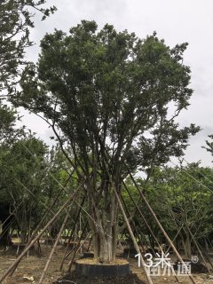 100公分丛生朴树