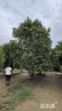 高度700厘米丛生大叶女贞
