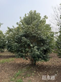 高度600厘米丛生大叶女贞