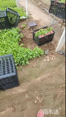 高度30厘米松果菊