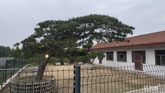 50公分造型松