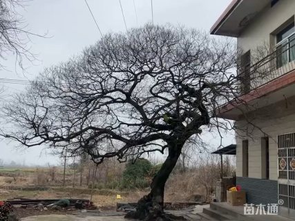 10公分油橄榄