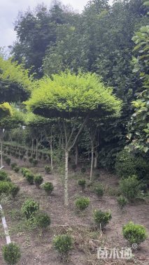 6公分造型亮晶女贞