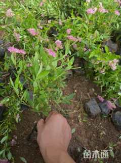 高度40厘米绣线菊