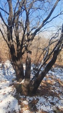 高度500厘米丛生黄栌