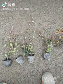 40厘米花叶络石