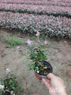 40厘米花叶络石