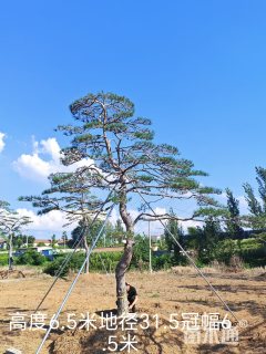 高度6500厘米油松