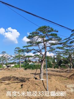 高度5000厘米油松