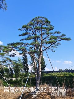 高度6500厘米油松