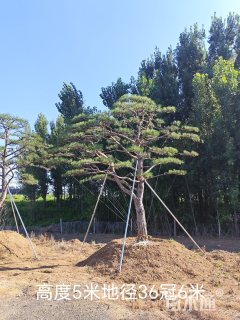 高度5000厘米油松