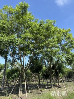 30公分蓝花楹