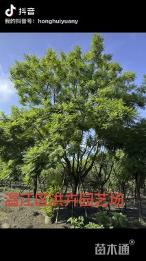 30公分蓝花楹