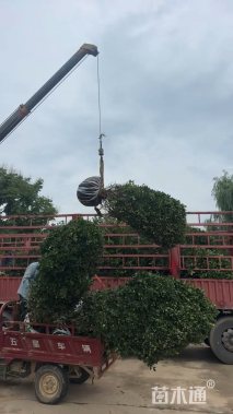 冠幅250厘米大叶黄杨球