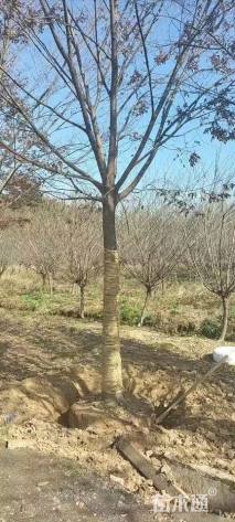 15公分榉树