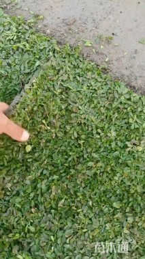 高度3厘米姬岩垂草
