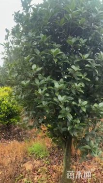 9公分桂花