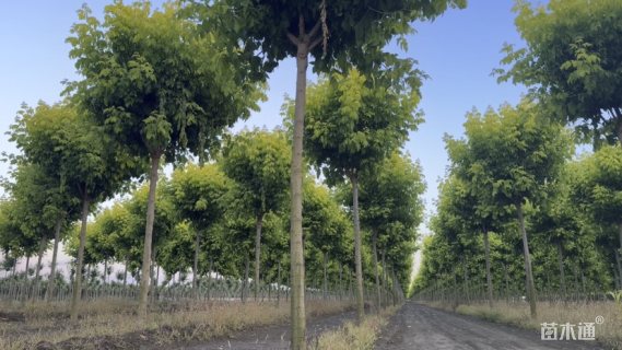12公分丝棉木