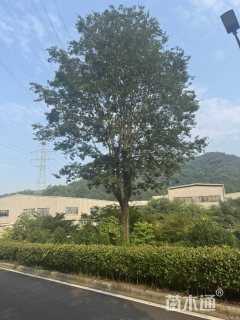 50公分朴树
