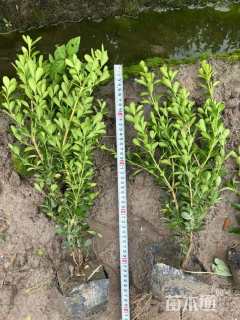 高度30厘米瓜子黄杨
