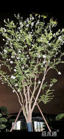 18公分白花紫薇