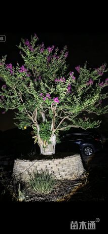 80公分造型紫薇