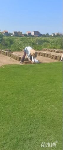 百慕大草种子