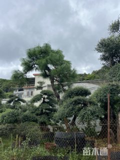 25公分松树