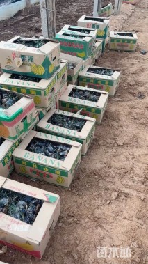 高度10厘米麦冬