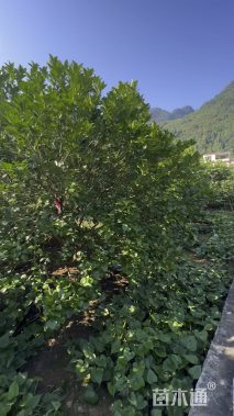 冠幅350厘米丛生柚子