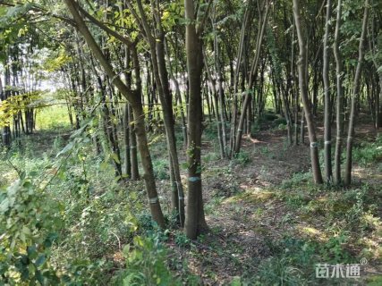 15公分丛生榉树