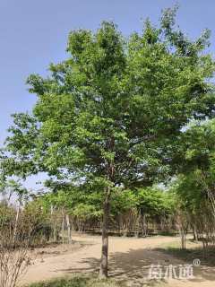 18公分榉树