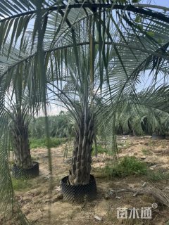 裸干高80厘米布迪椰子