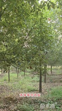 15公分香樟