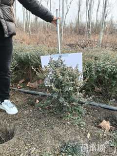 冠幅50厘米火棘球