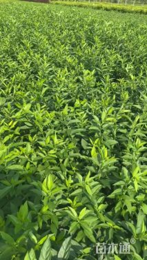 高度100厘米连翘小苗